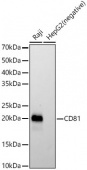 CD81 Rabbit mAb (A22528)