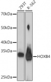 HOXB4 Rabbit mAb (A19699)
