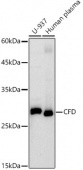 CFD Rabbit mAb (A21110)