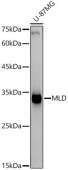 MLD Rabbit mAb (A21128)