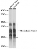 Myelin Basic Protein Rabbit mAb (A11162)