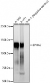EPHA2 Rabbit mAb (A23177)