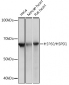 HSP60/HSPD1 Rabbit mAb (A0564)