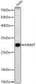 NNMT Rabbit mAb (A23786)