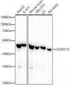 GLUD1/2 Rabbit mAb (A21792)