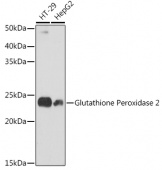 Glutathione Peroxidase 2 Rabbit mAb (A11171)
