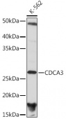 CDCA3 Rabbit mAb (A4921)