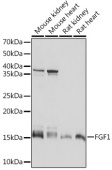 FGF1 Rabbit mAb (A5900)