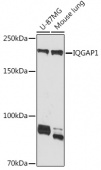 IQGAP1 Rabbit mAb (A9765)
