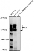 Ret Rabbit mAb (A20845)