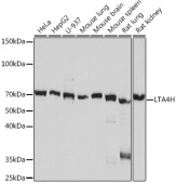 LTA4H Rabbit mAb (A8918)