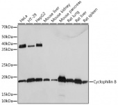Cyclophilin B Rabbit mAb (A4861)