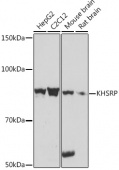 KHSRP Rabbit mAb (A9075)