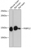 FKBP12 Rabbit mAb (A11641)
