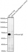 Mouse IgE Rabbit mAb (A23195)