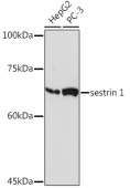 sestrin 1 Rabbit mAb (A19787)