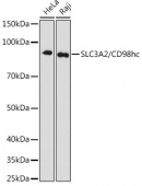 SLC3A2/CD98hc Rabbit mAb (A3658)