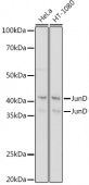 JunD Rabbit mAb (A5496)