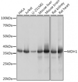 MDH1 Rabbit mAb (A9673)