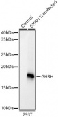 GHRH Rabbit mAb (A23232)