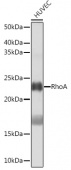 RhoA Rabbit mAb (A19106)