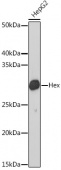 Hex Rabbit mAb (A19689)