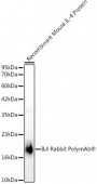 IL4 Rabbit PolymAb® (A23926)