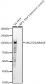 MAGED1/NRAGE Rabbit mAb (A23190)