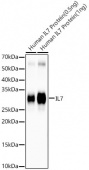 IL7 Rabbit mAb (A22570)