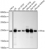 Mras Rabbit mAb (A20958)