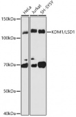 KDM1 / LSD1 Rabbit mAb (A8711)