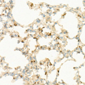 IL7 Rabbit mAb (A22562)