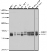 ERK1/2 Rabbit mAb (A4782)