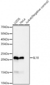 IL18 Rabbit mAb (A23076)