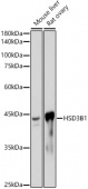 HSD3B1 Rabbit mAb (A19266)