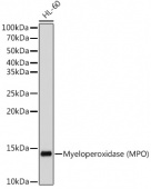 Myeloperoxidase (MPO) Rabbit mAb (A12109)