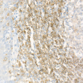 CD79B Rabbit PolymAb® (A22465)