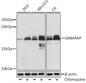 GABARAP Rabbit mAb (A4335)