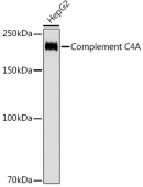 Complement C4A Rabbit mAb (A3545)