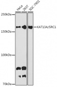 KAT13A / SRC1 Rabbit mAb (A9058)