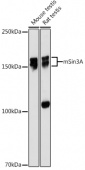 mSin3A Rabbit mAb (A2396)