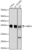 MBD3 Rabbit mAb (A8905)