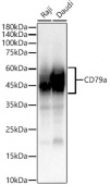 CD79a Rabbit PolymAb® (A22645)