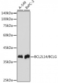 BCL2L14/BCLG Rabbit mAb (A19292)