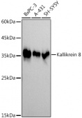 Kallikrein 8 Rabbit mAb (A9409)