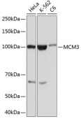 MCM3 Rabbit mAb (A11475)