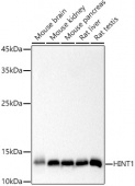 HINT1 Rabbit mAb (A20894)