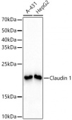 Claudin 1 Rabbit mAb (A11530)