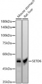SETD6 Rabbit mAb (A22262)