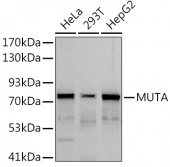 MUTA Rabbit mAb (A9339)